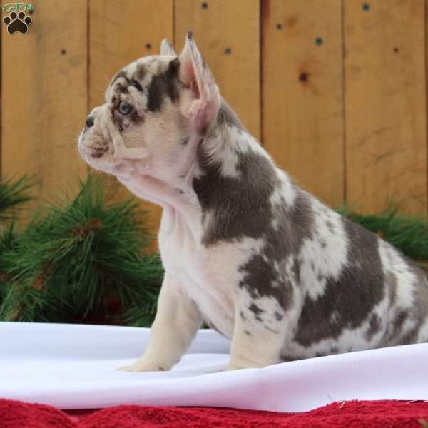 Cookie, Frenchton Puppy